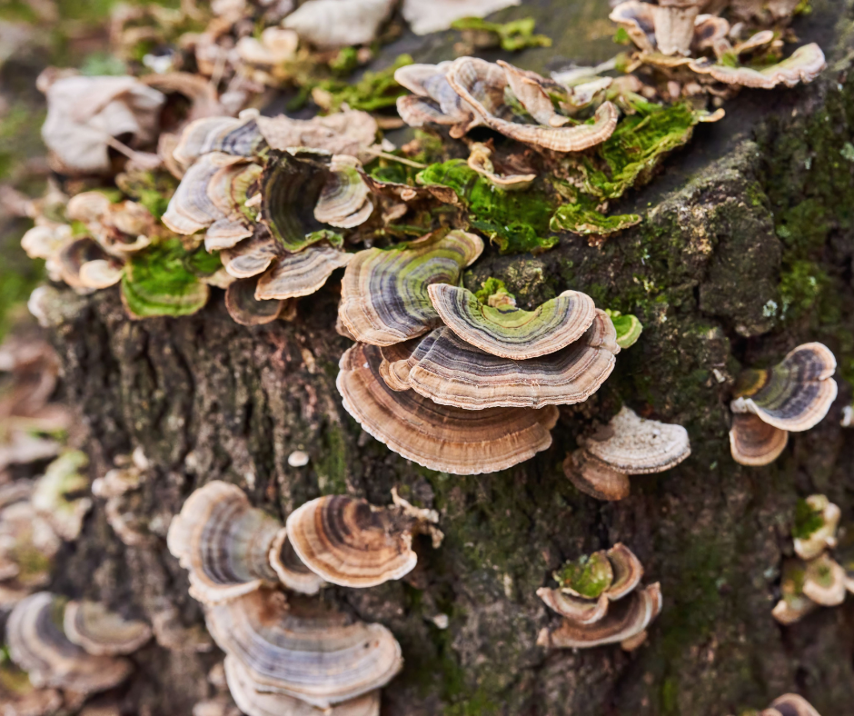 A close up of turkey tail mushrooms growing on a tree stump