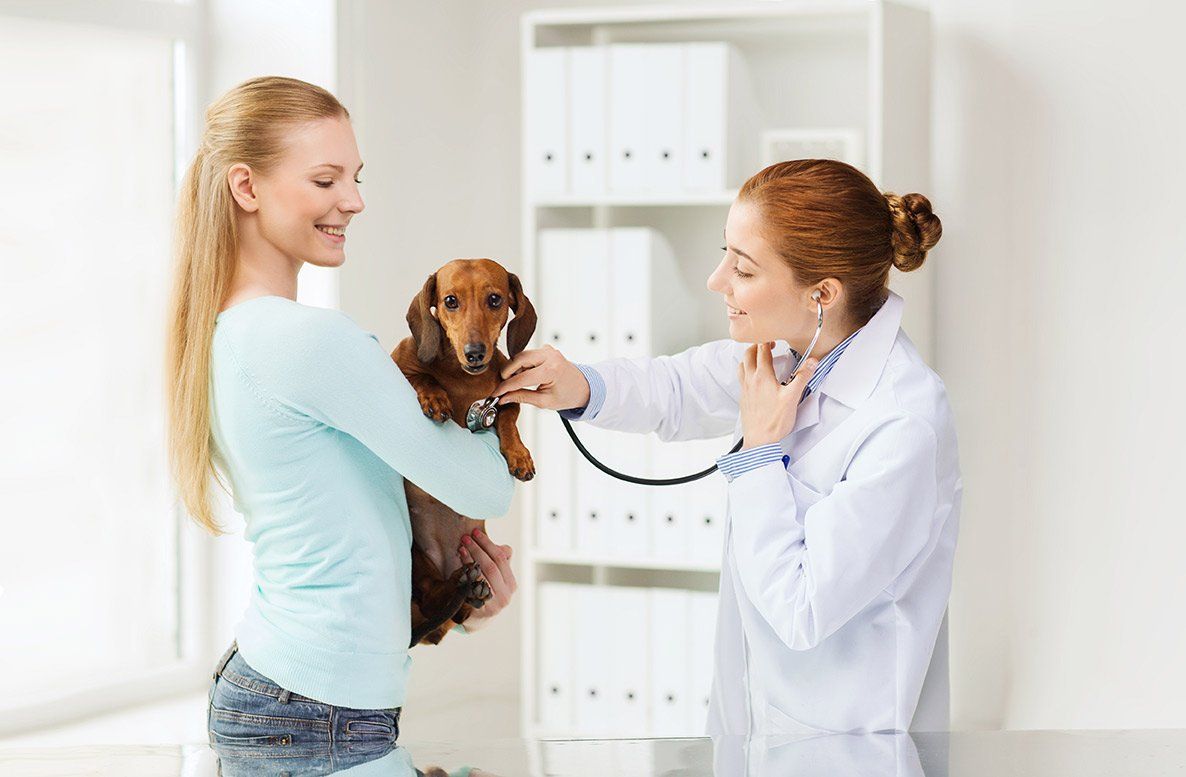 A woman is holding a dachshund while a veterinarian examines it with a stethoscope.
