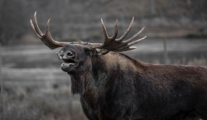 A moose with antlers is standing in a field with its mouth open.