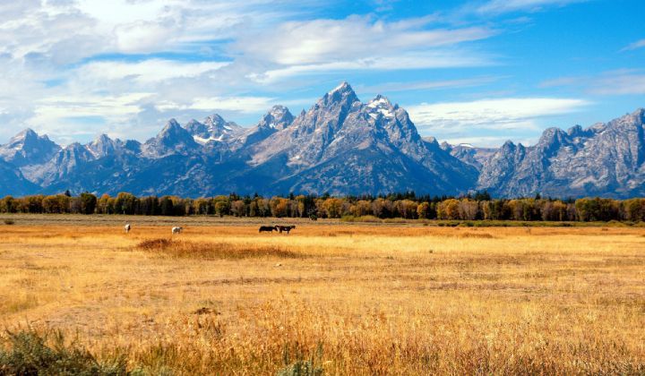 A field with mountains in the background and a herd of horses in the foreground.