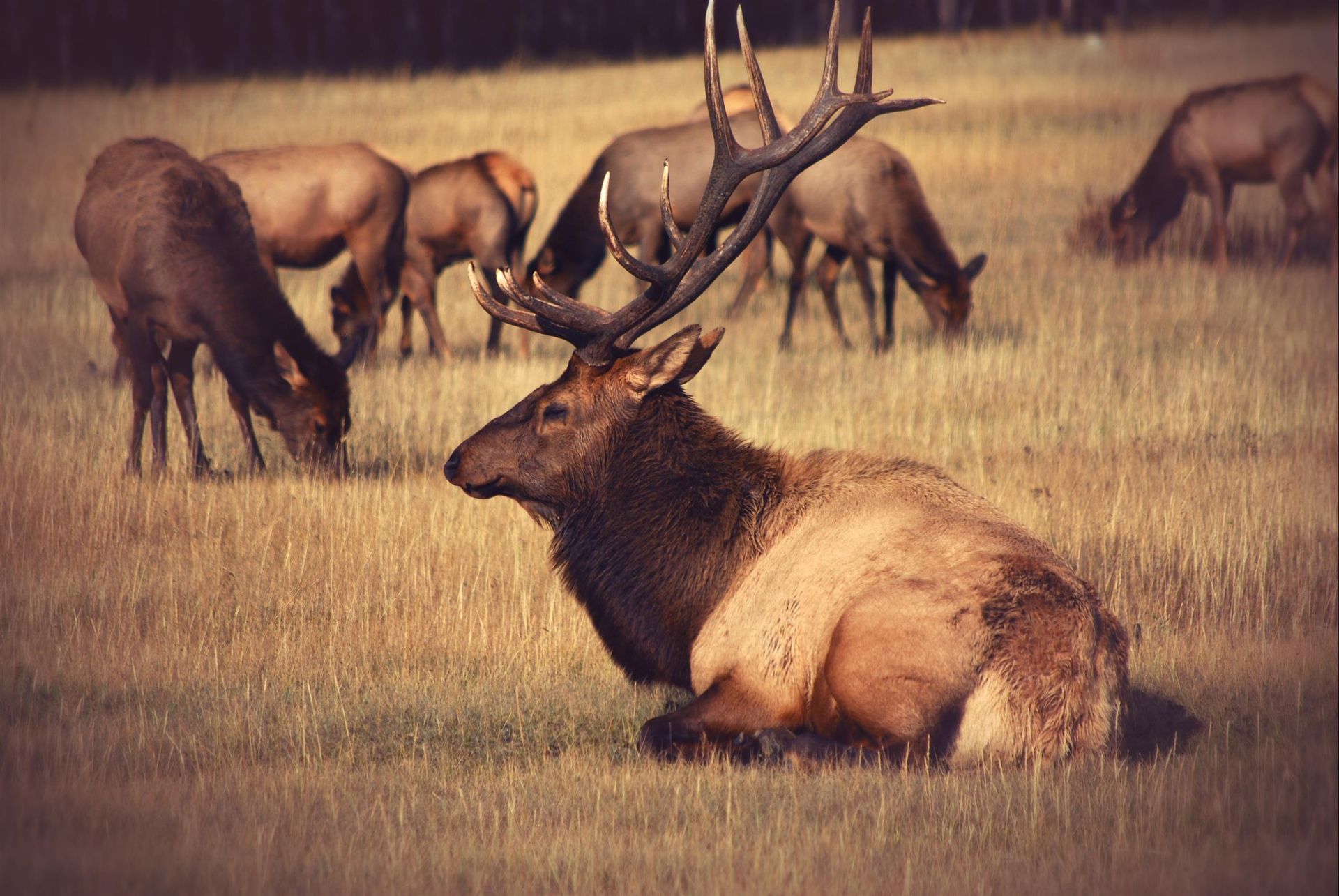 A herd of elk grazing in a field with one laying down.