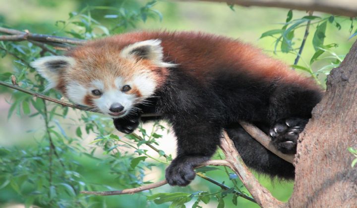 A red panda is sitting on a tree branch.