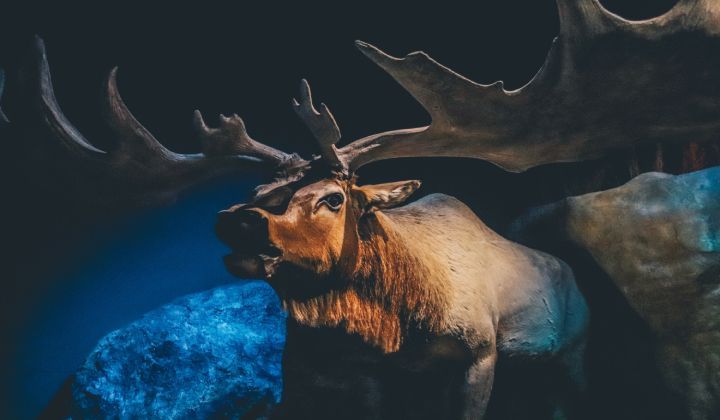 A close up of a moose with antlers in a dark room.