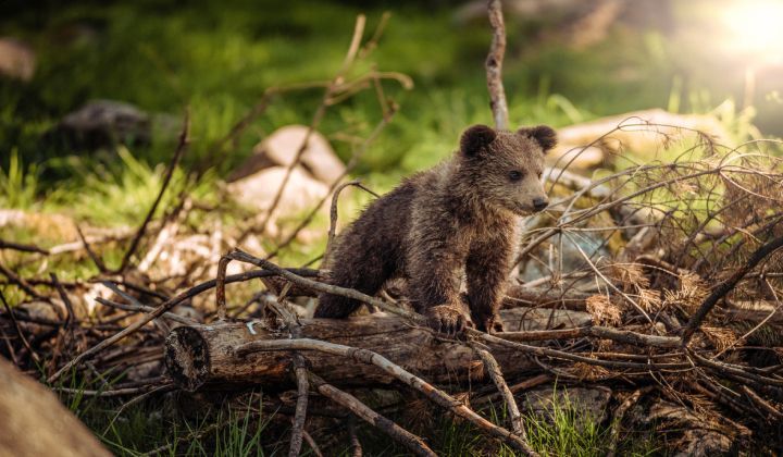 A small brown bear cub is standing on a log in the woods.