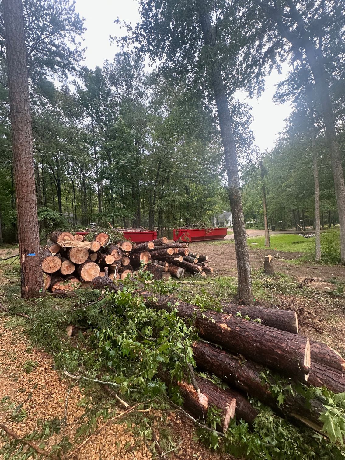 A pile of logs is sitting in the middle of a forest.