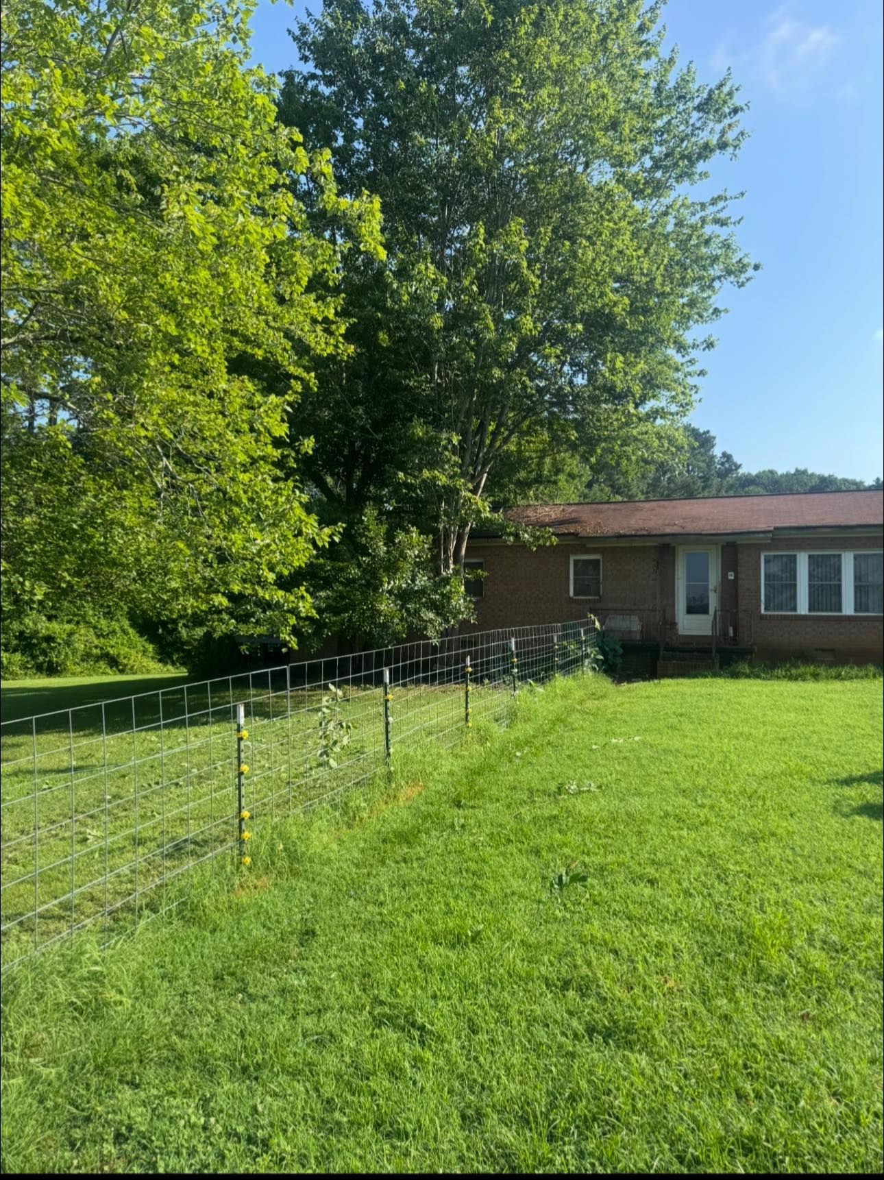 Backyard with green grass, tall trees, and a brick house under a clear blue sky