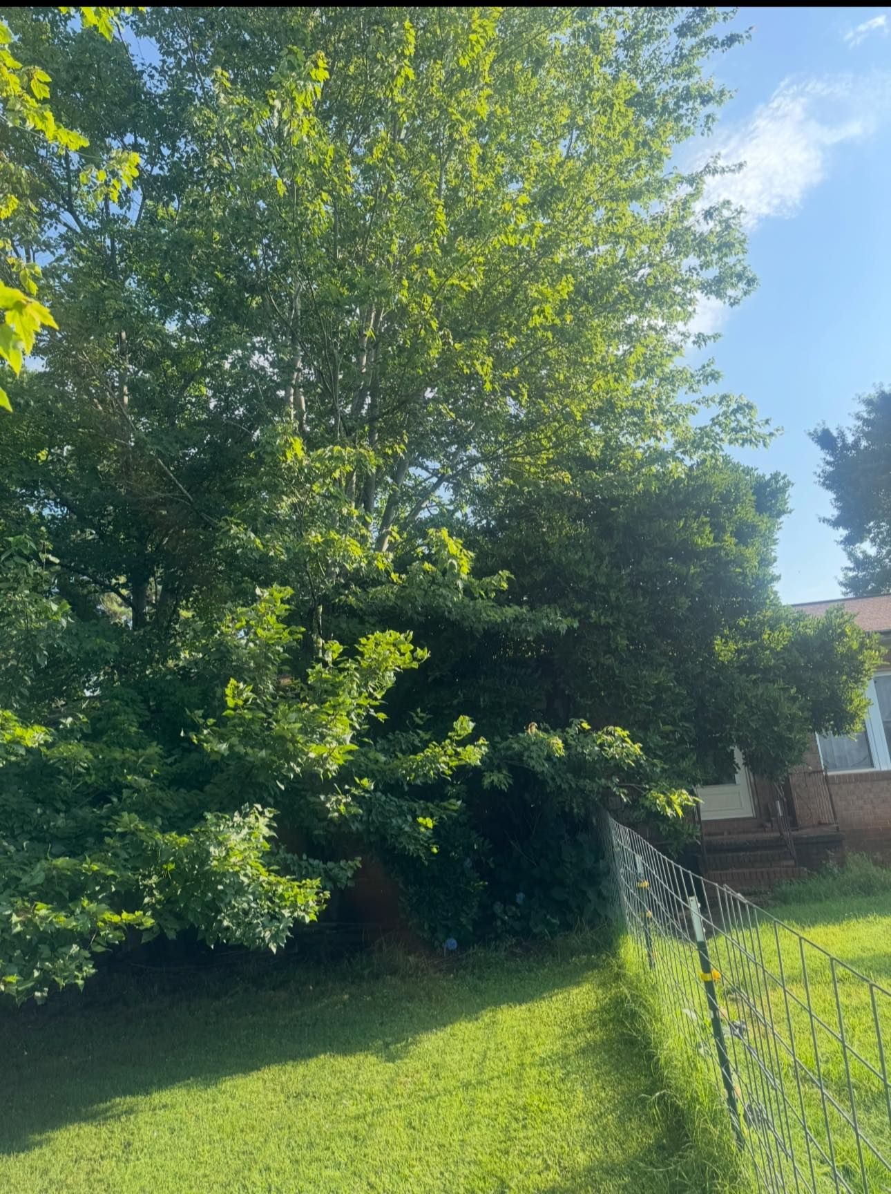 Sunlit backyard with a large leafy tree, green grass, and a chain-link fence beside a brick house.