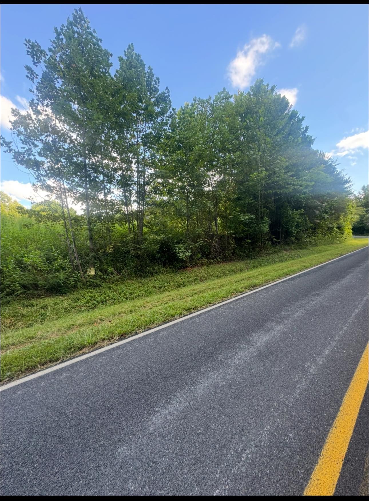 Tree-lined roadside beside a paved road under a blue sky