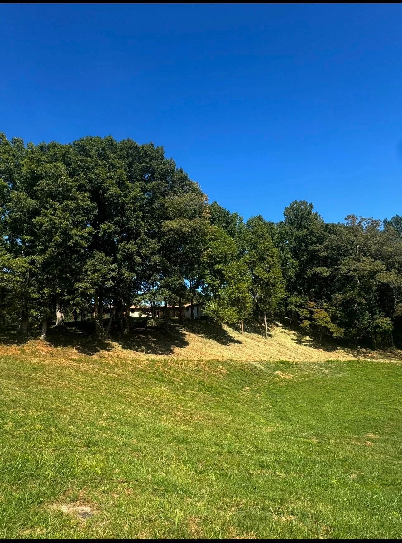 Grassy field with trees on a sunny day under a clear blue sky