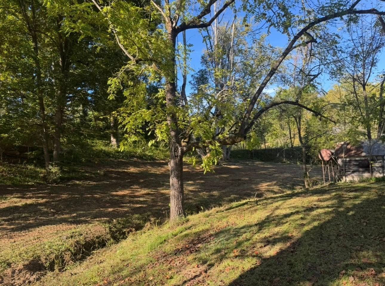 Wooded hillside with a single tree in the foreground, grassy ground, and a fence under a clear blue sky.