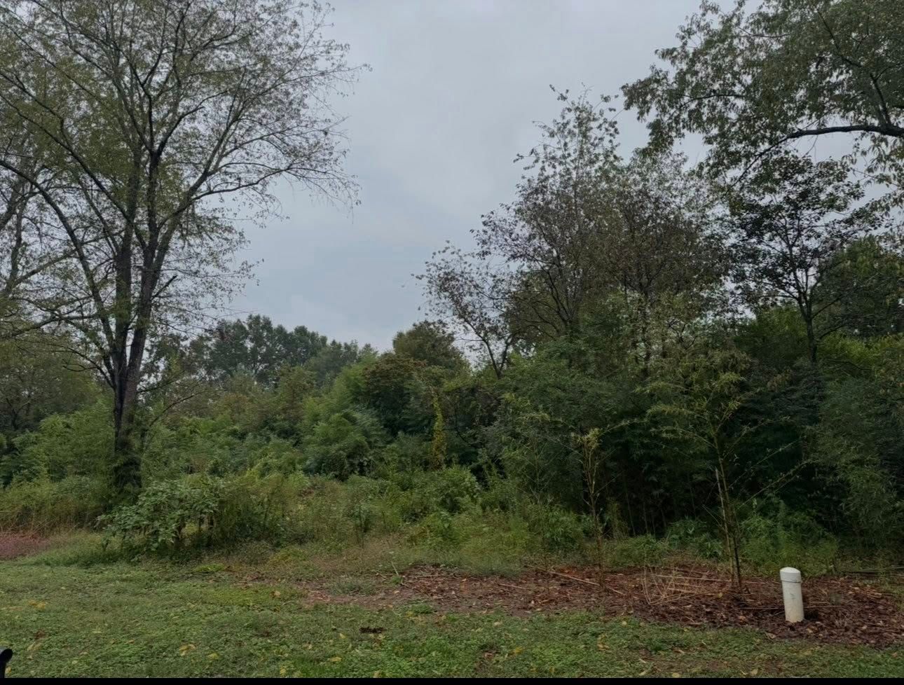 Overgrown wooded area with dense green shrubs and tall trees under a gray sky