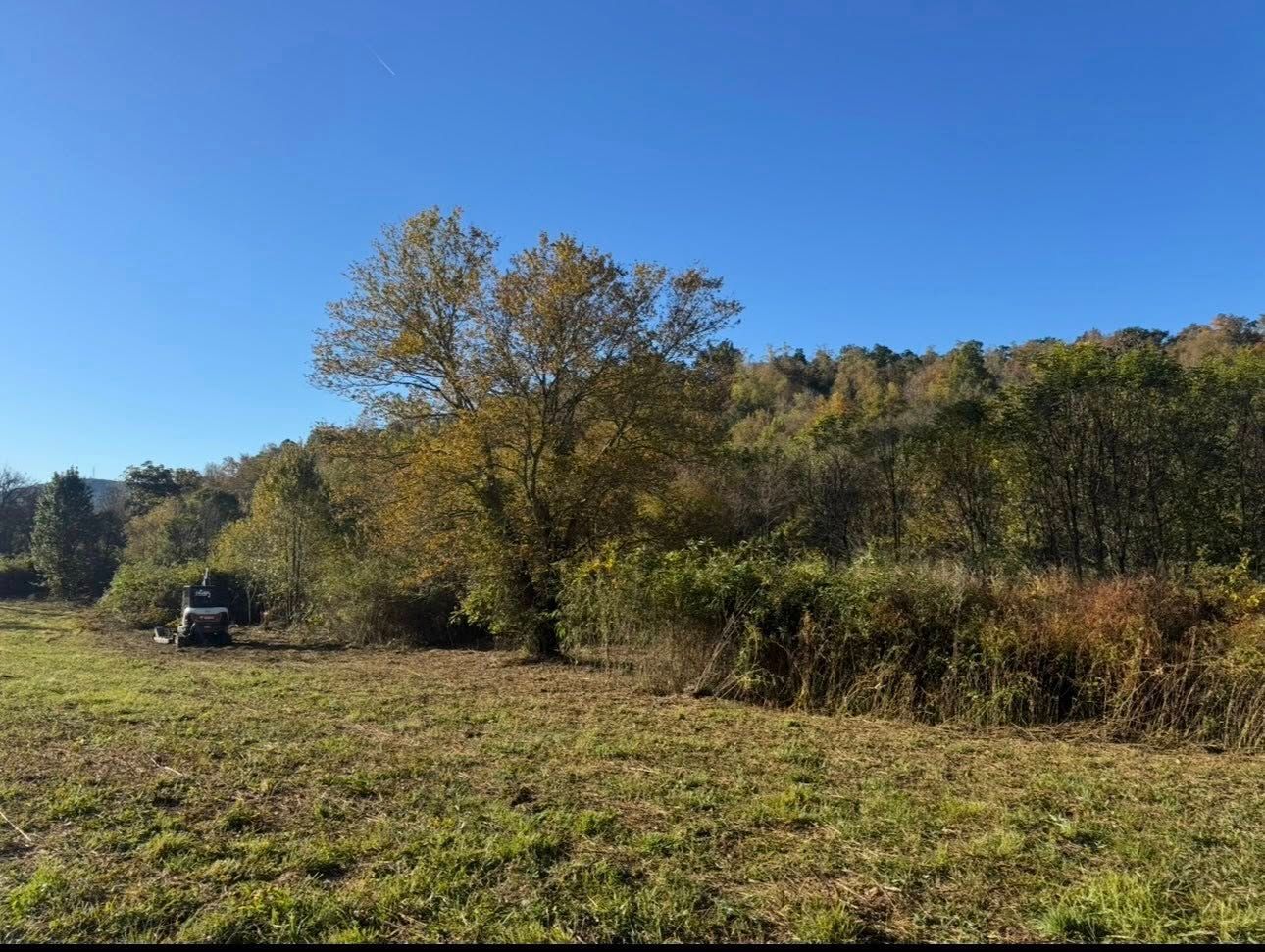 Sunny meadow with a large autumn tree, grassy field, and forested hills under a clear blue sky