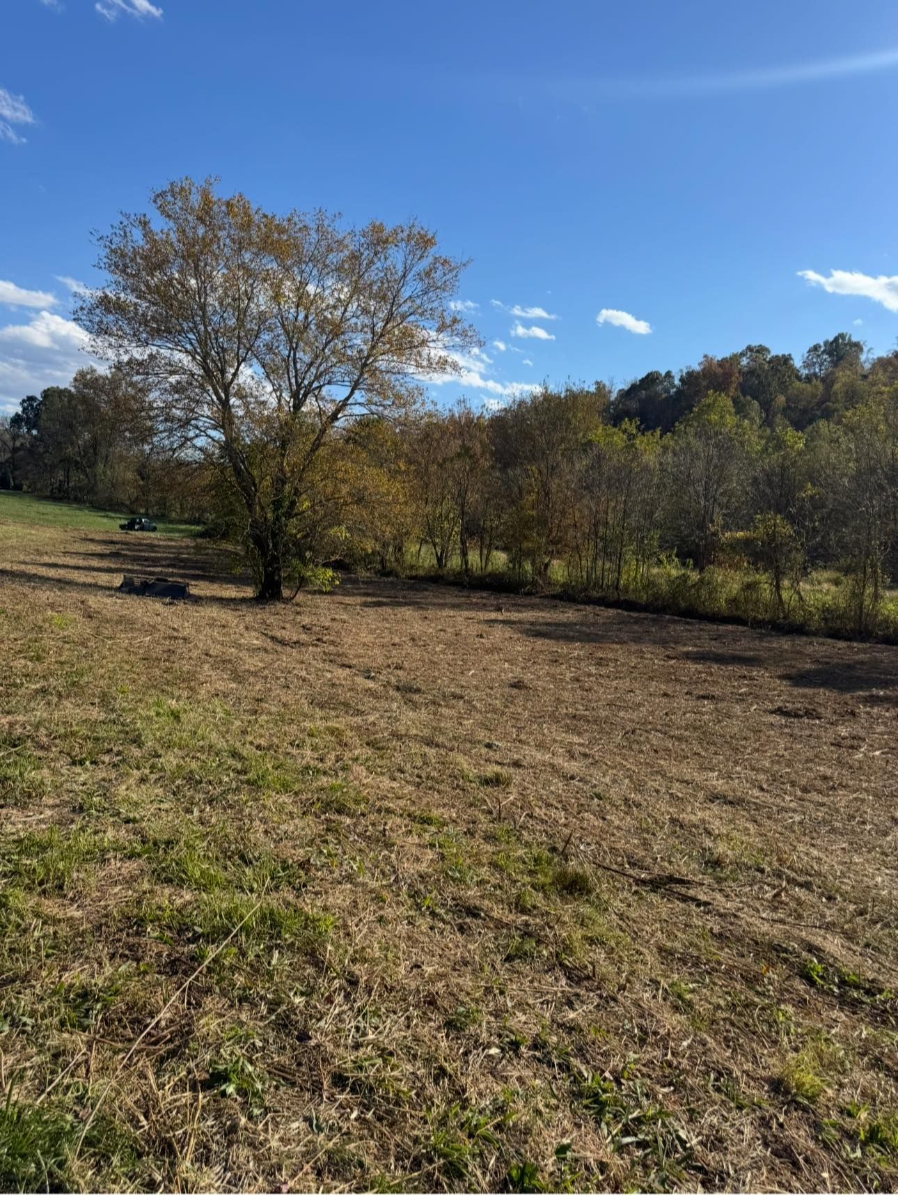 Open field with a lone tree, grassy patches, and wooded hills under a blue sky