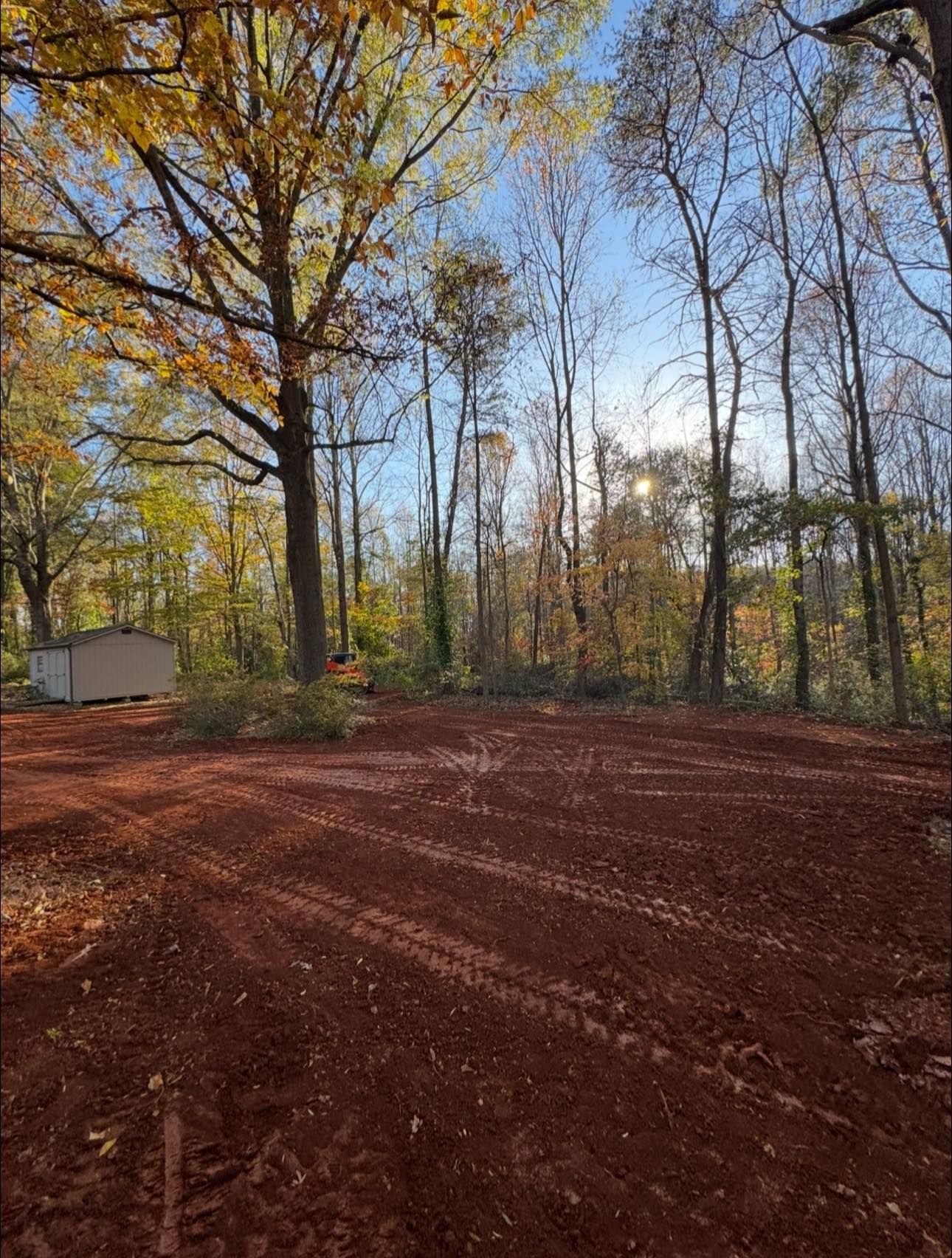 Autumn woods with bare trees, golden leaves, and a red dirt clearing in bright sunlight