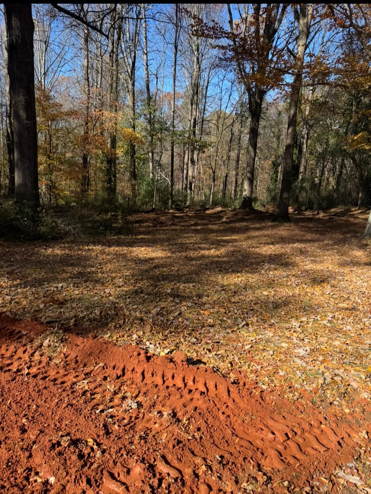 Leaf-covered forest clearing with red clay soil in the foreground and bare trees under a blue sky