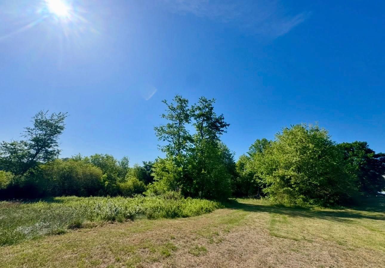 Sunny grassy field with trees under a bright blue sky