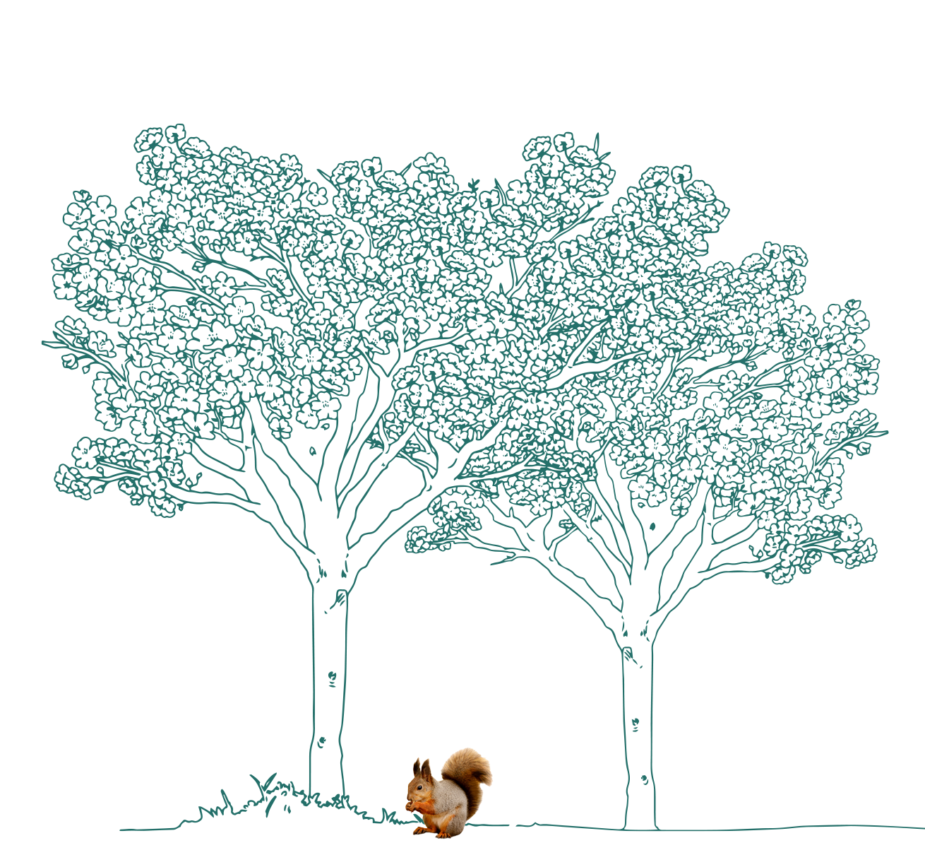Squirrel and Trees Illustration