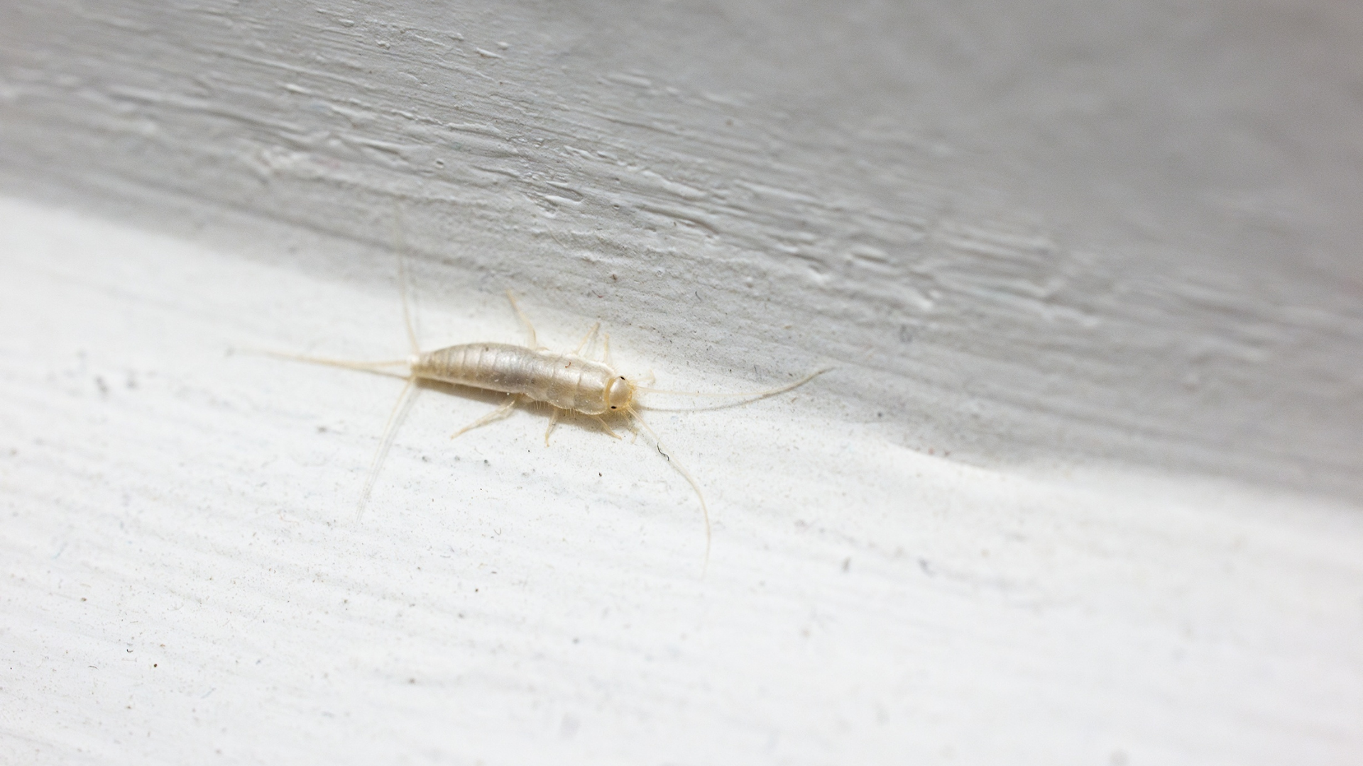 A small silverfish is crawling on a white wall.