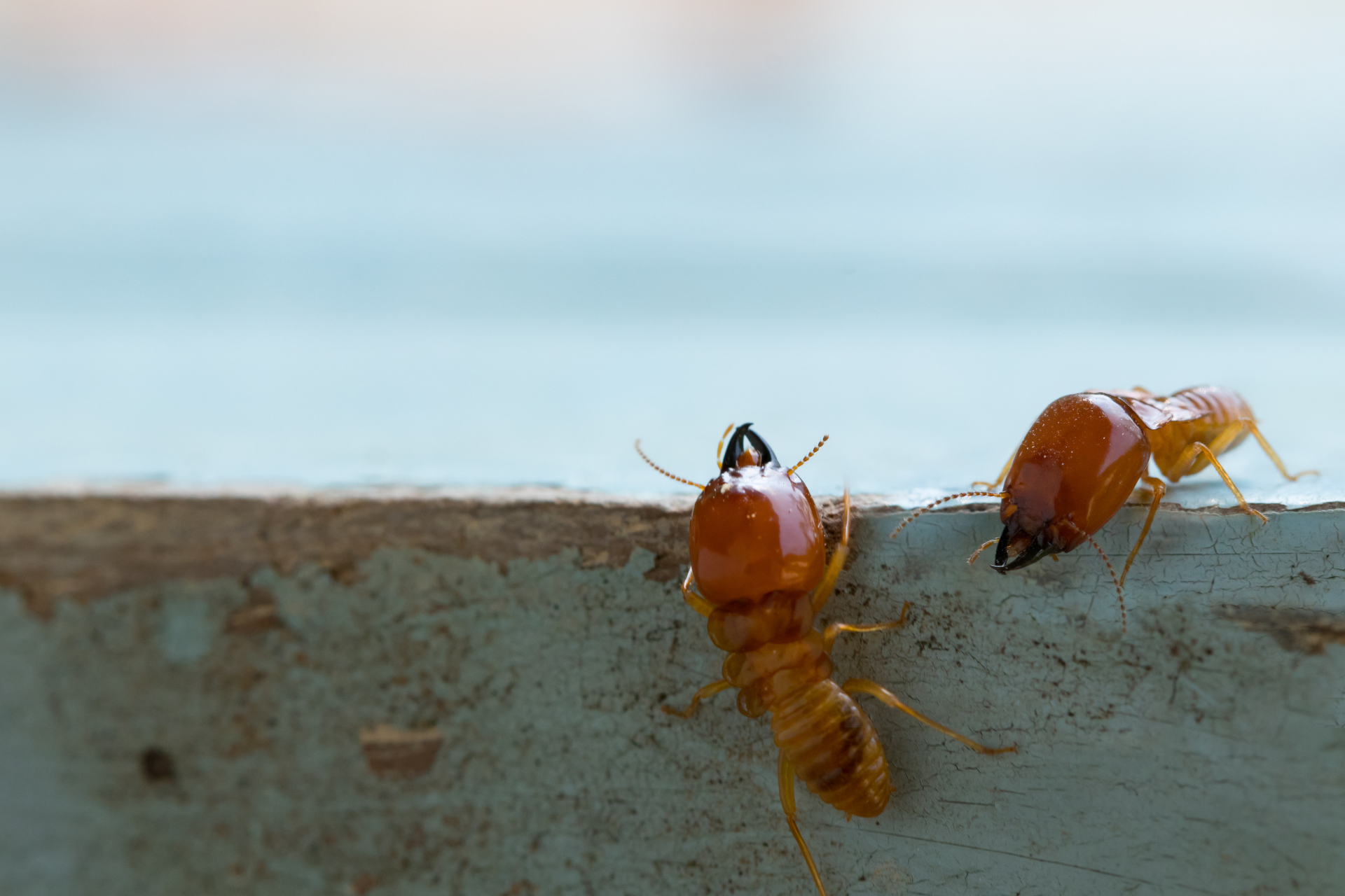 Two termites are sitting on a piece of wood.