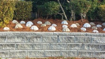 Trees — Stones in Savannah, GA