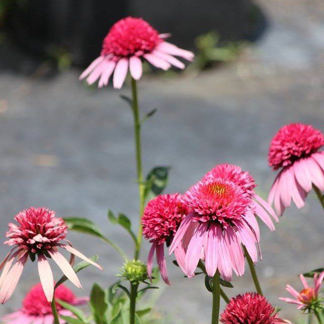 Plant Nursery Savannah Ga Savannah S Secret Gardens