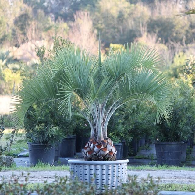 Plant Nursery — Palm Tree in Savannah, GA