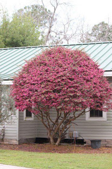 Garden Patios — Pink Tree in Savannah, GA