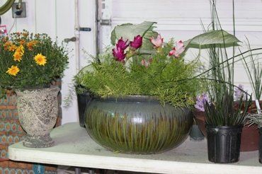 Pottery — Plants in Pots in Savannah, GA