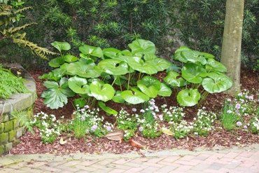 Garden Nursery — Small Plants in Savannah, GA