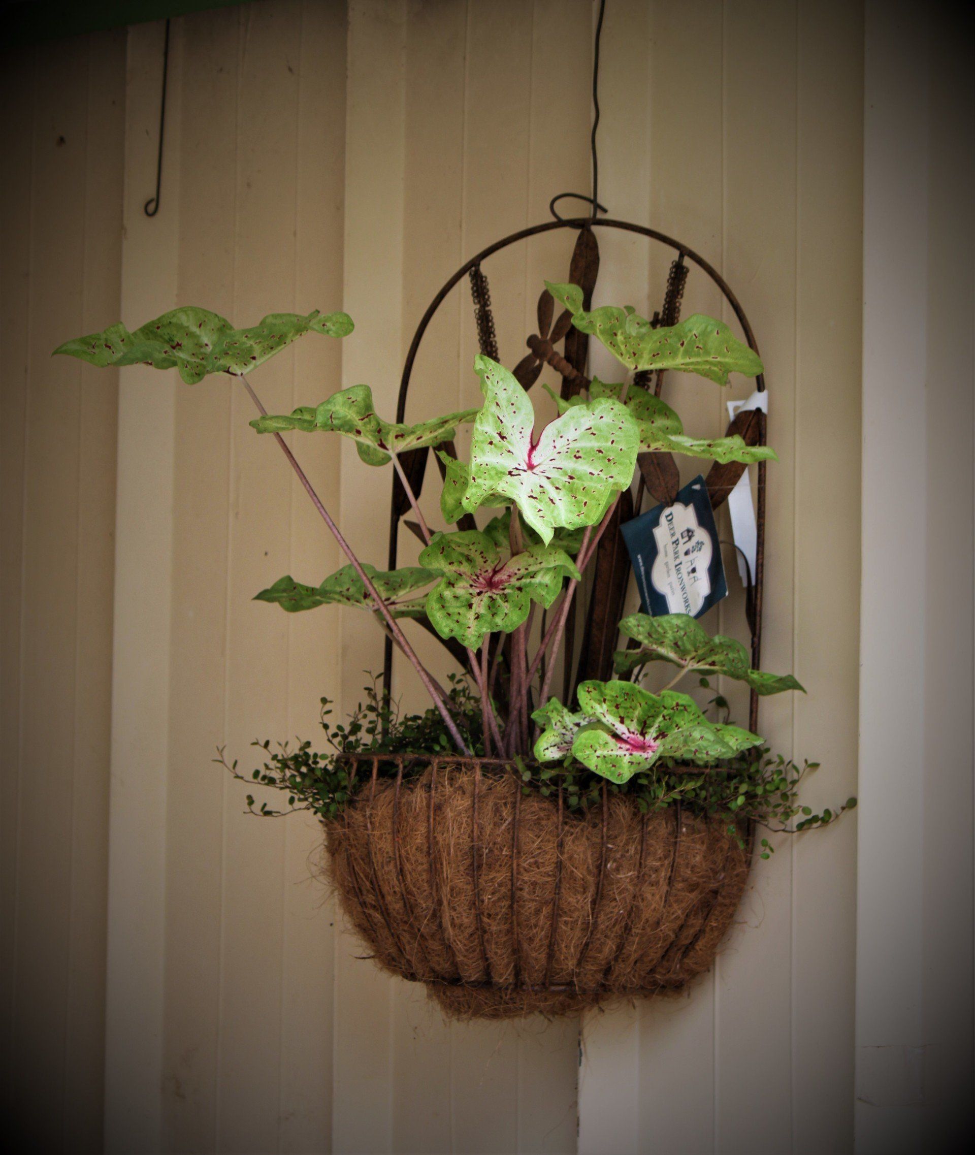 Plant Nursery Savannah, GA Savannah’s Secret Gardens