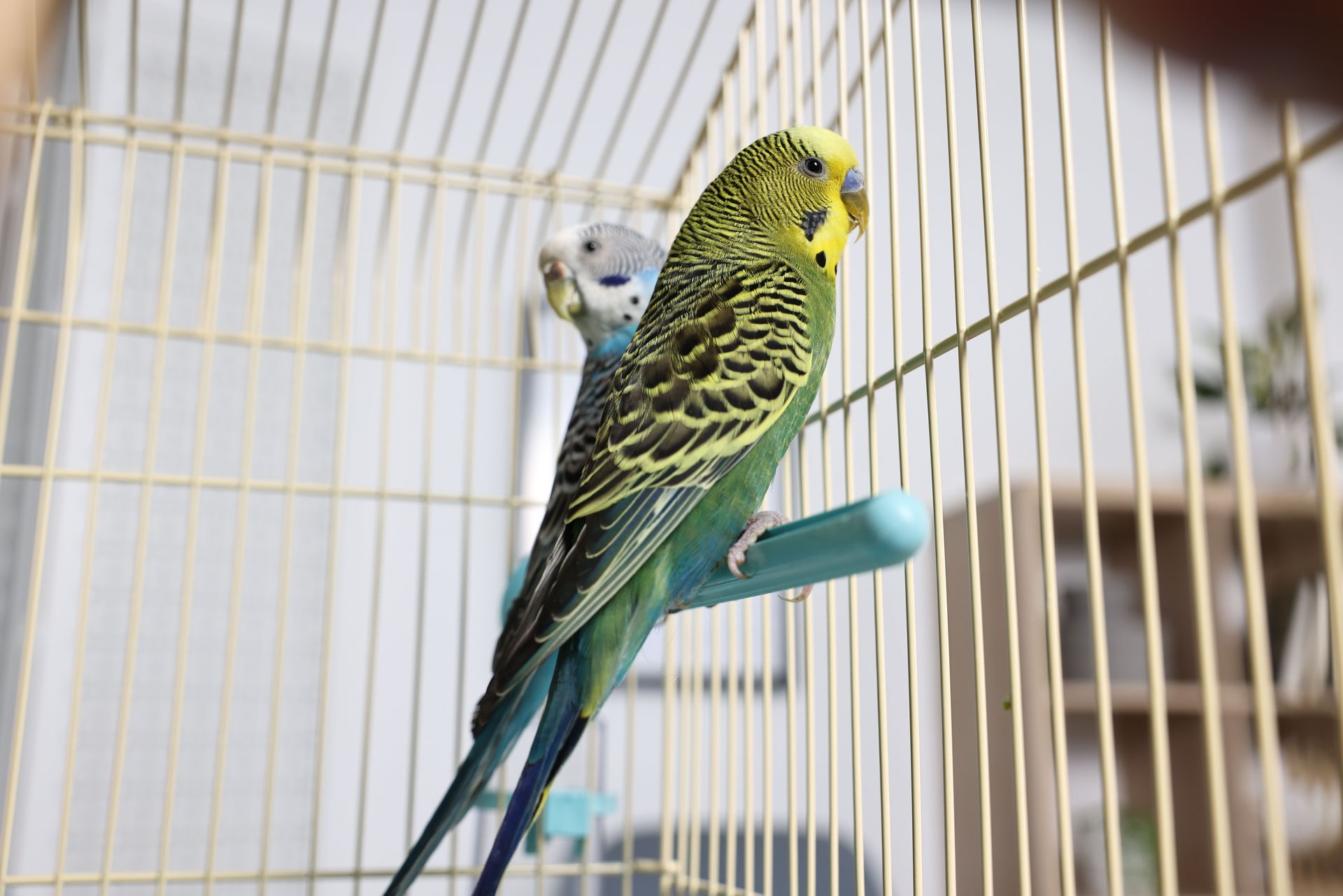 Birds in a cage, ready for moving day