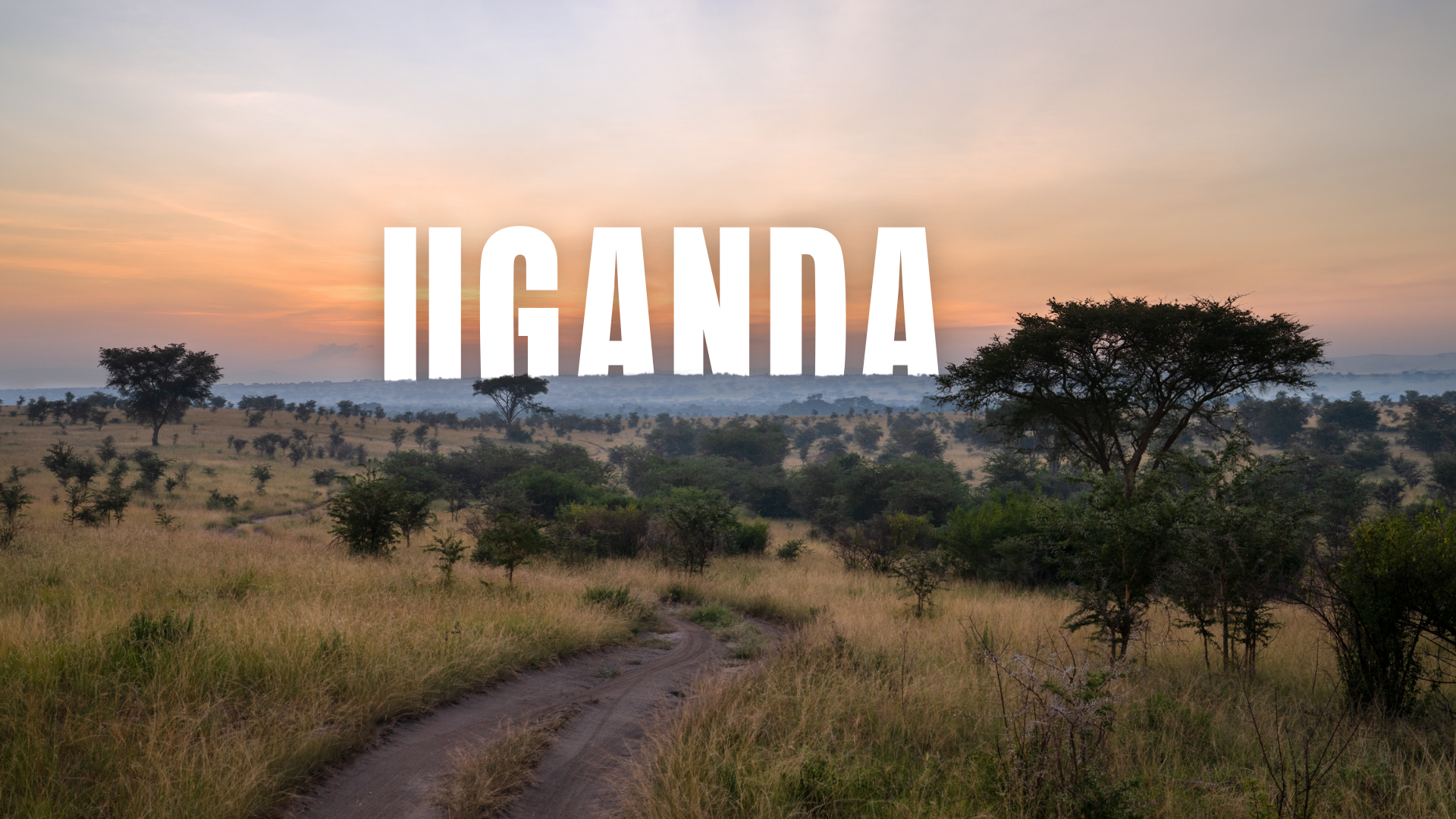 A dirt track winds through a grassy savanna in Uganda at sunrise, under a soft, orange-tinted sky.