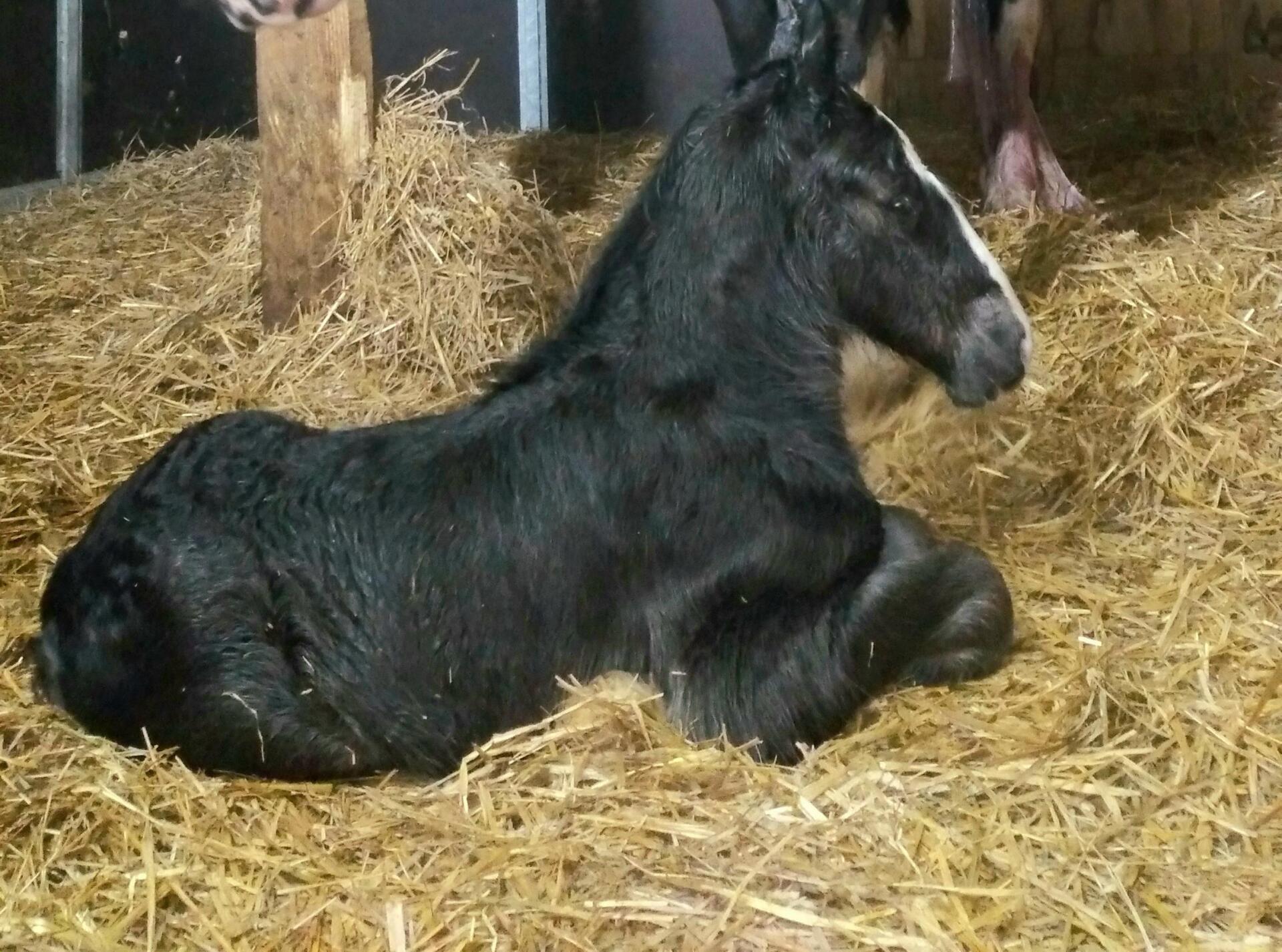 Shire veulen Brianna