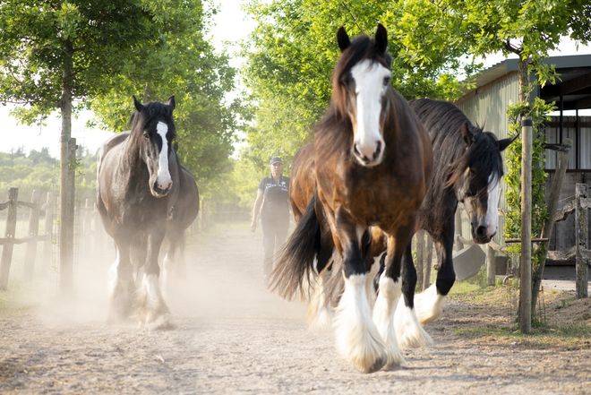 Drie ruiters te paard op een zonnig bospad; de paarden blazen zichtbaar hun adem uit.