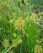 yellow nutsedge