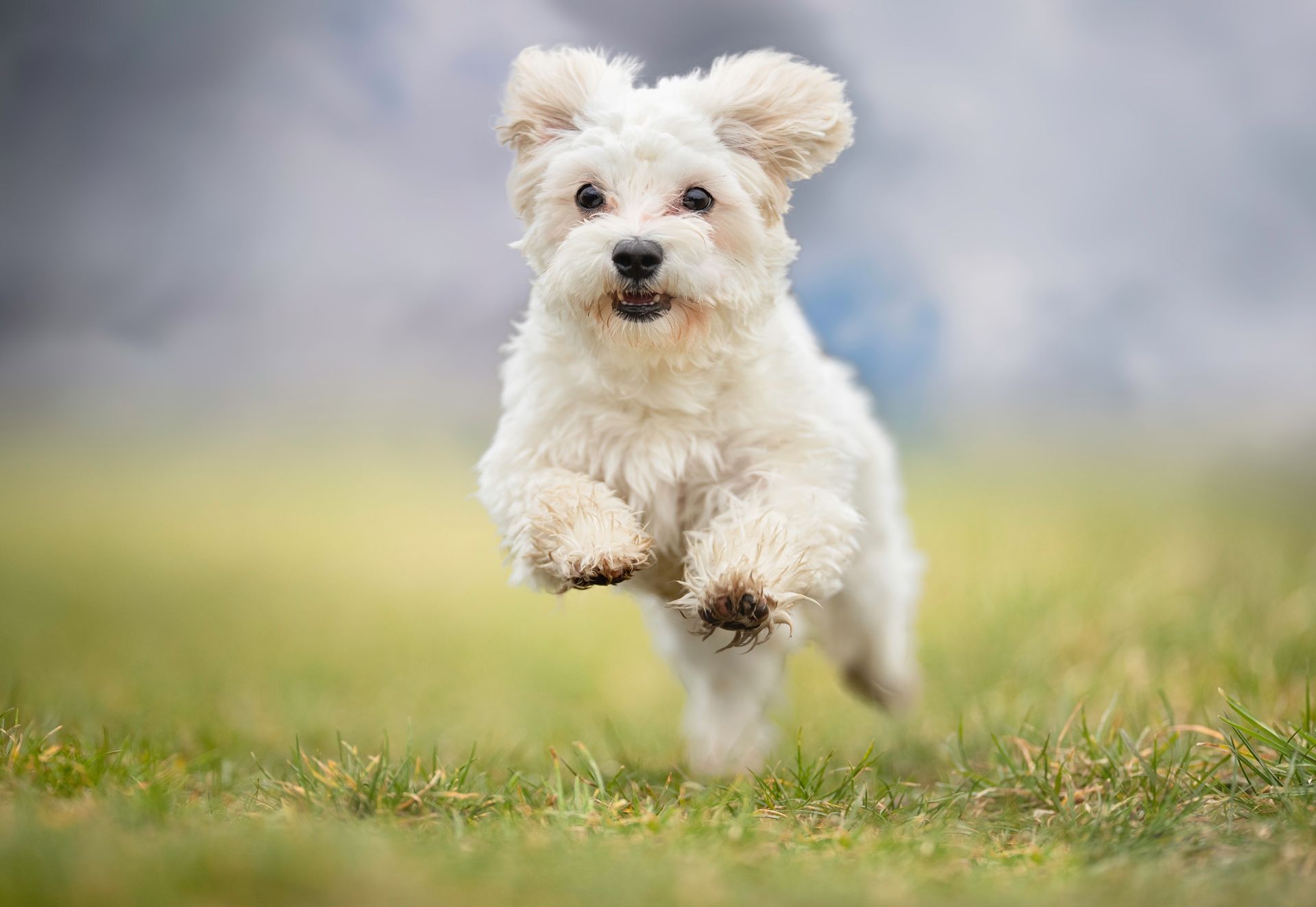 A small, white dog leaps through a grassy field with an excited expression, under a cloudy sky.
