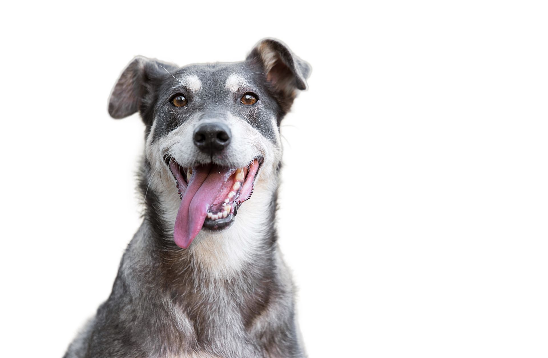 Smiling, grey dog with pink tongue extended.