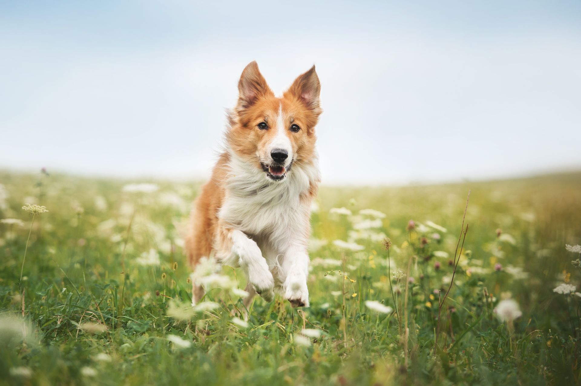 A happy, tan and white dog running through a field of green grass and white flowers with a clear blue sky.