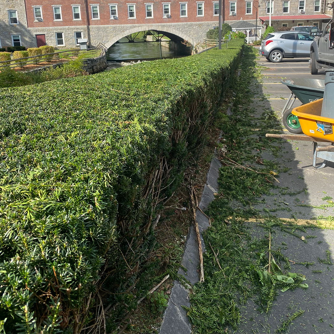 A person is cutting a hedge in a parking lot with a wheelbarrow.