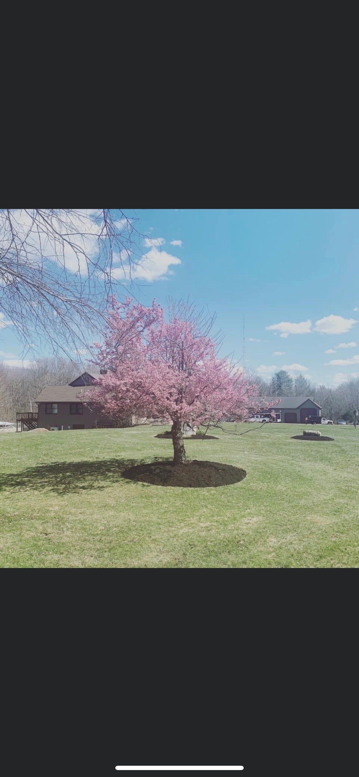 A cherry blossom tree in a grassy field with a house in the background.