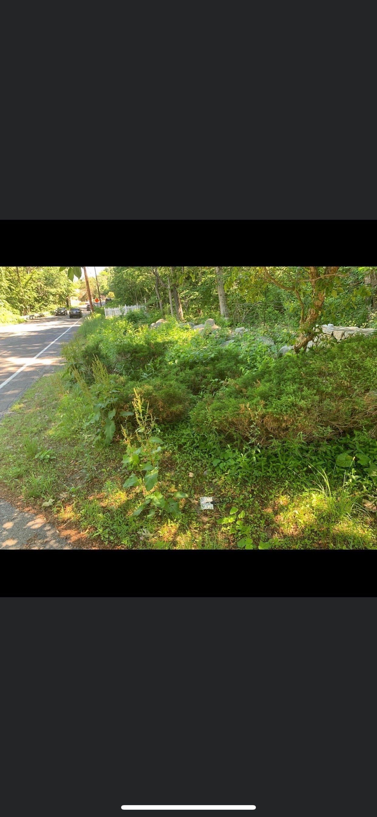 A black and white photo of a hedge next to a road.