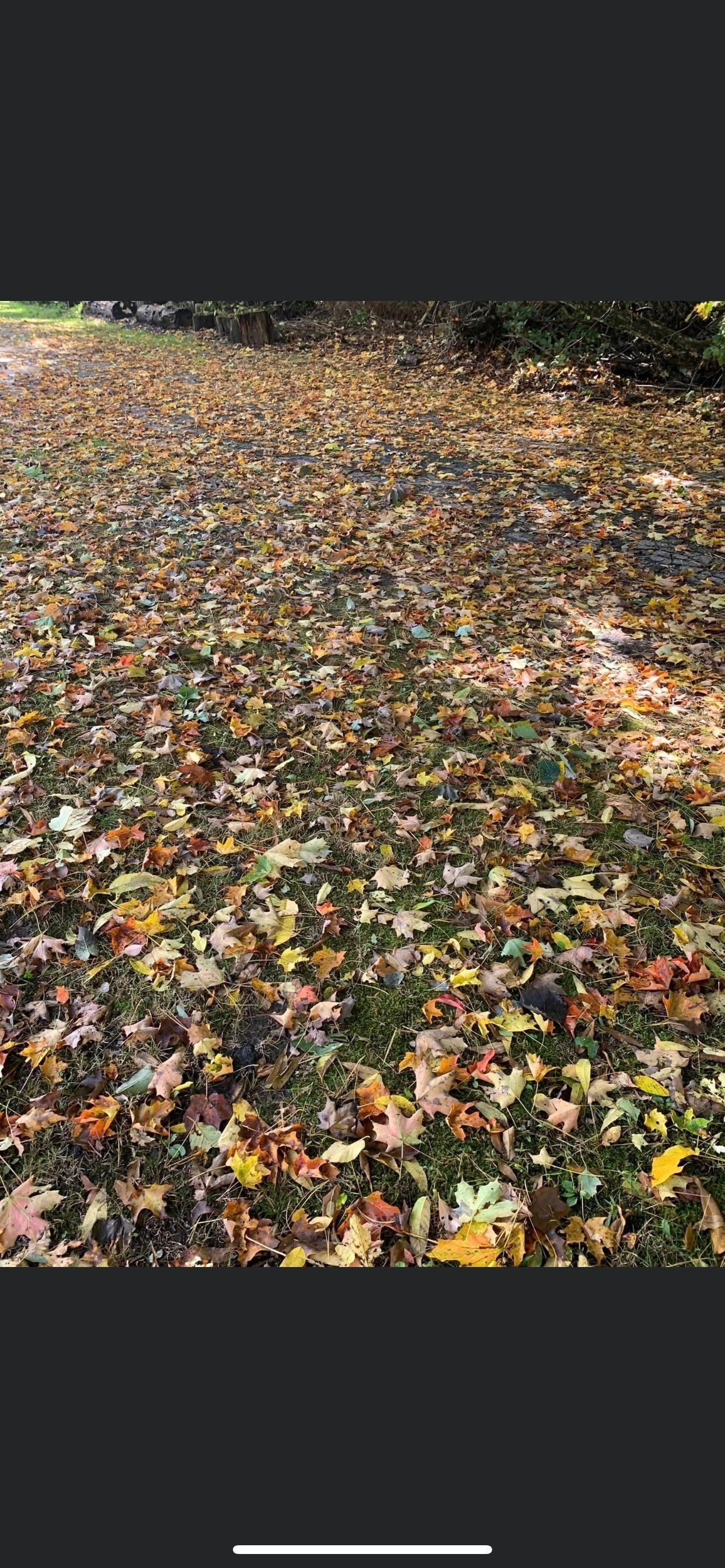 A bunch of leaves are laying on the ground in a field.