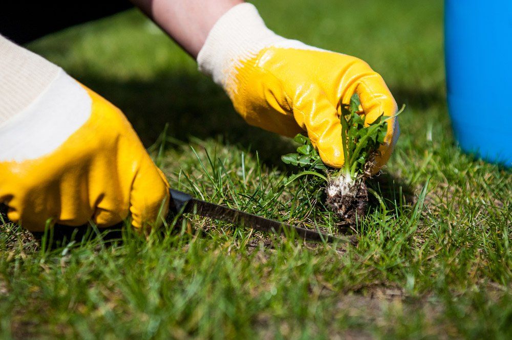 Man Removes Weeds From The Lawn — Lawn Care and Maintenance In Taree, NSW