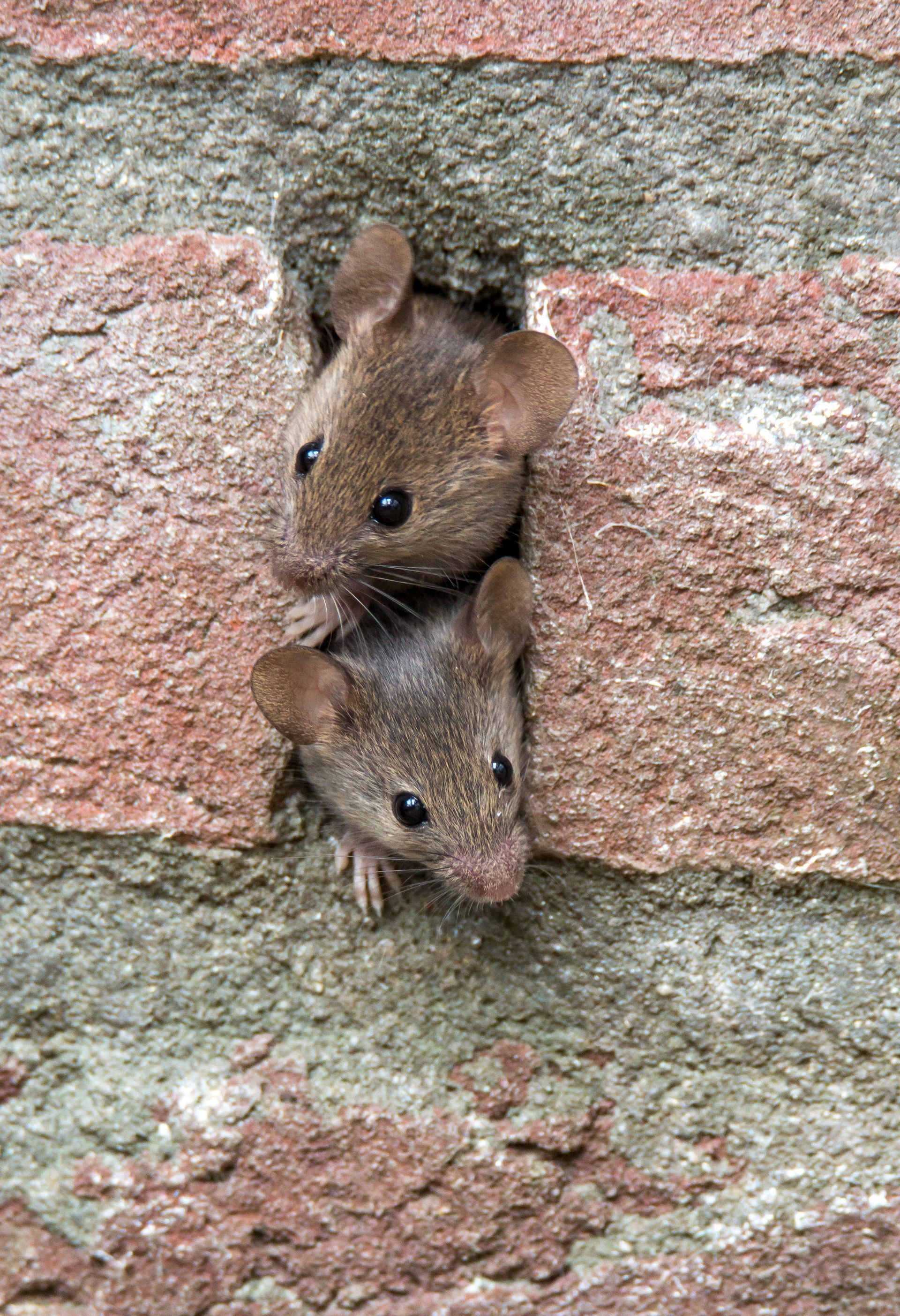 rodent proofing neptune nj