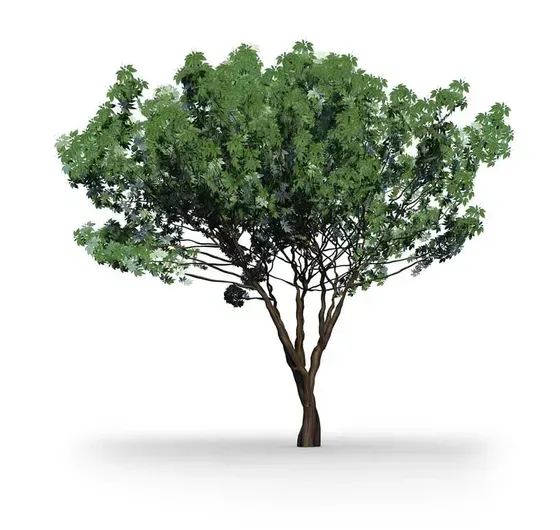 A tree with lots of green leaves on a white background.