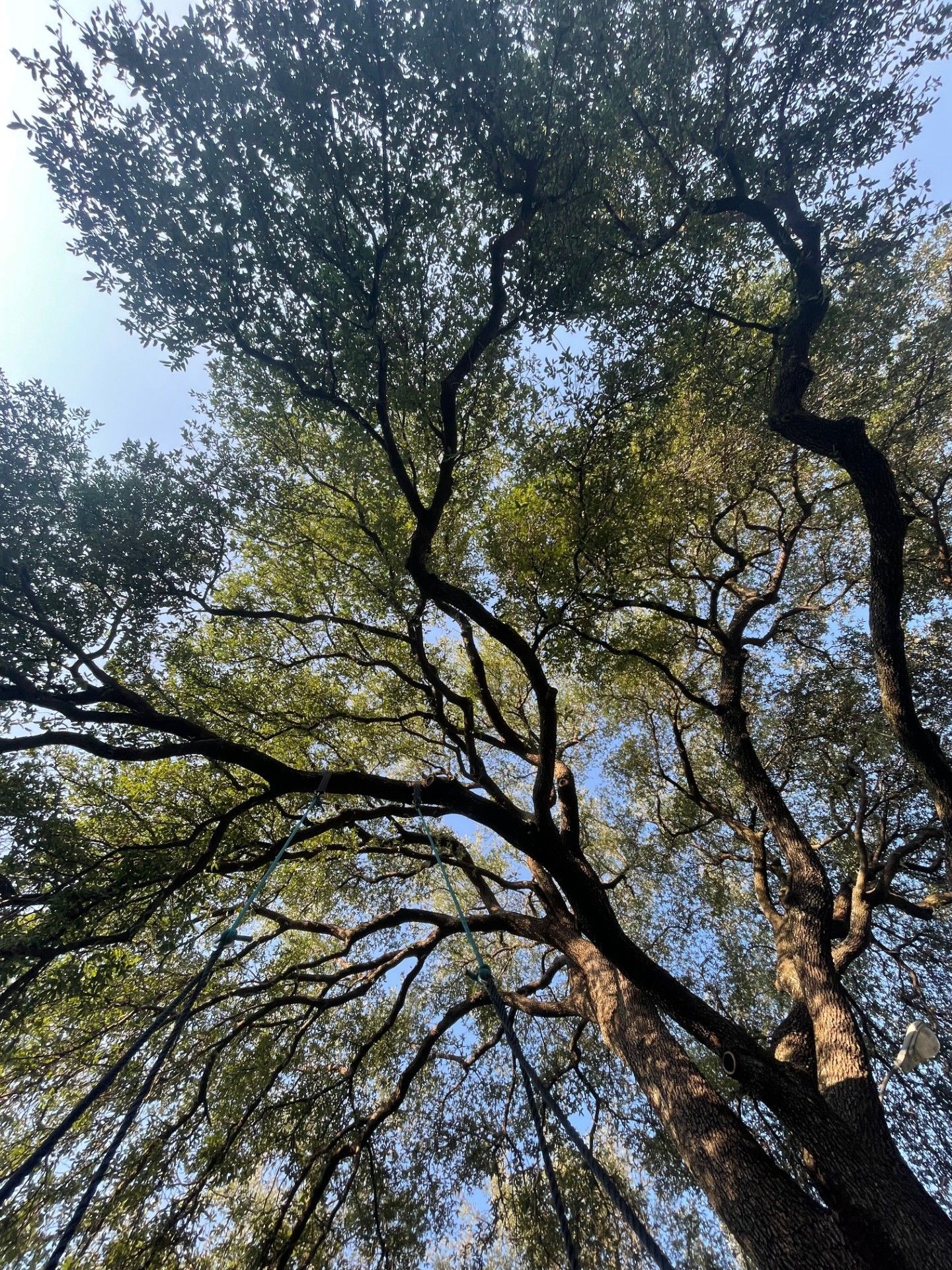 A person is climbing a tree with a rope attached to it