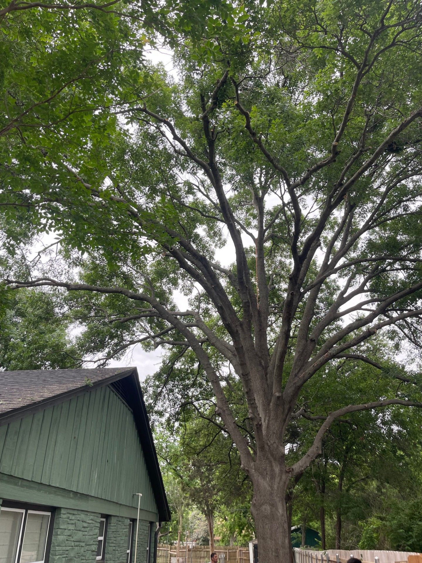 A tree with lots of branches and leaves in front of a house