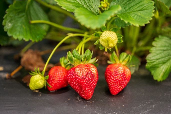 Fresh red strawberries on the vine with green leaves on a dark surface