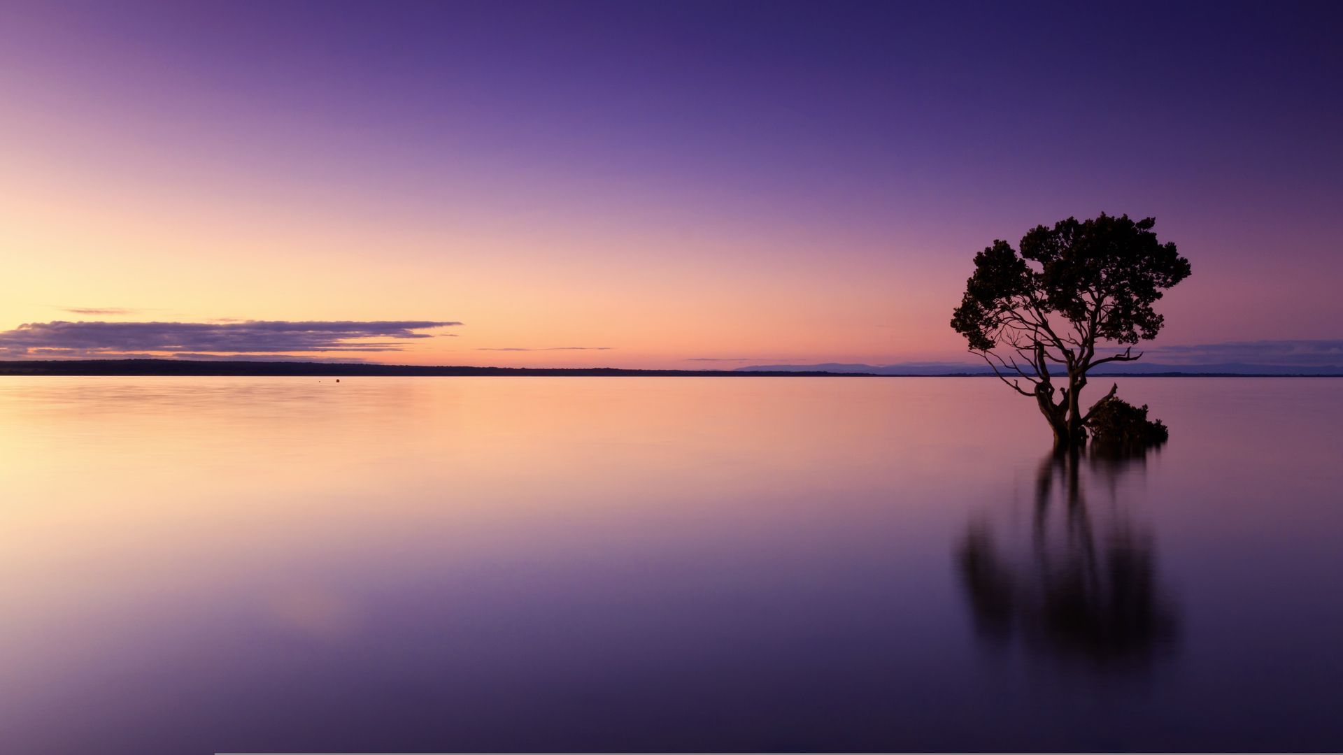 A lone tree stands in calm, still water under a smooth, purple-hued twilight sky.