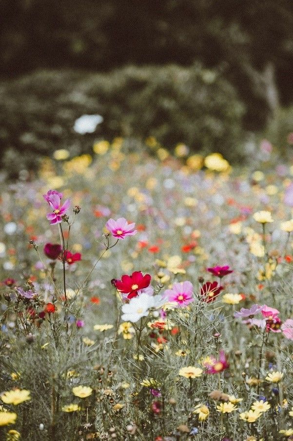There are many different types of flowers in this field.
